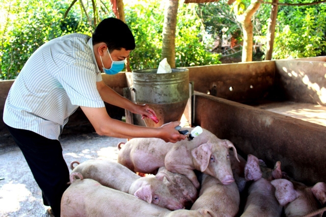 Provinces vaccinate livestock against foot-and-mouth disease, swine flu