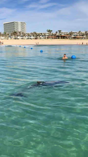 Dolphin stuns beachgoers at Cam Ranh Bay

