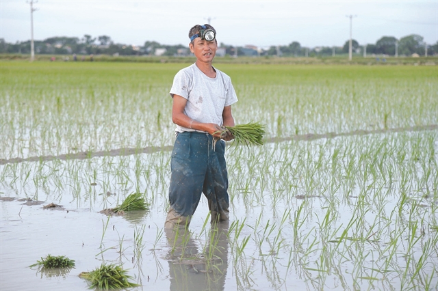 Farmers Work At Night