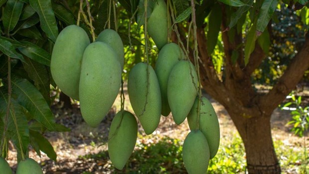 Vietnamese green mango exports to Australia double