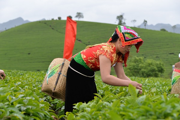 Tea businesses need restructuring to add value
