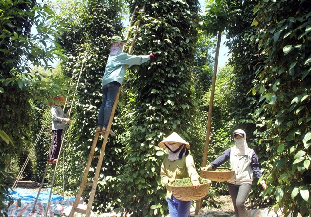 India might tighten pepper imports from VN, ministry warns