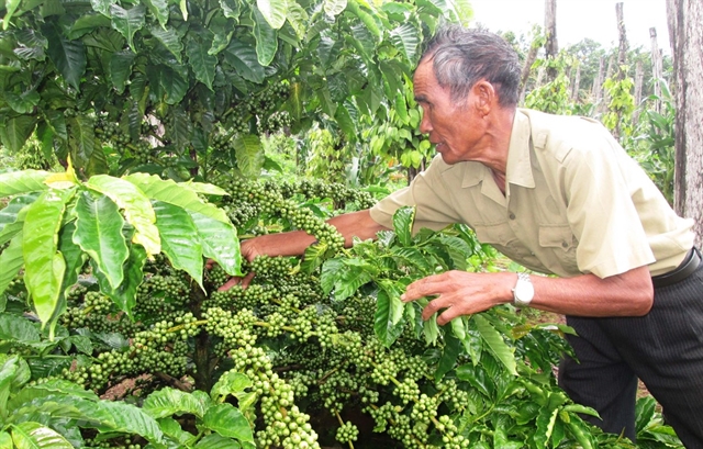 Việt Nam’s first batch of coffee under EVFTA exported