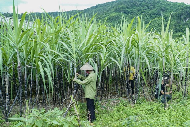 Việt Nam initiates anti-dumping investigation on sugar imported from Thailand