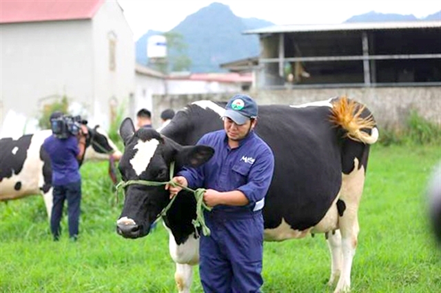 Vinamilk and GTNFoods to buy 39.2 million shares of Mộc Châu Milk