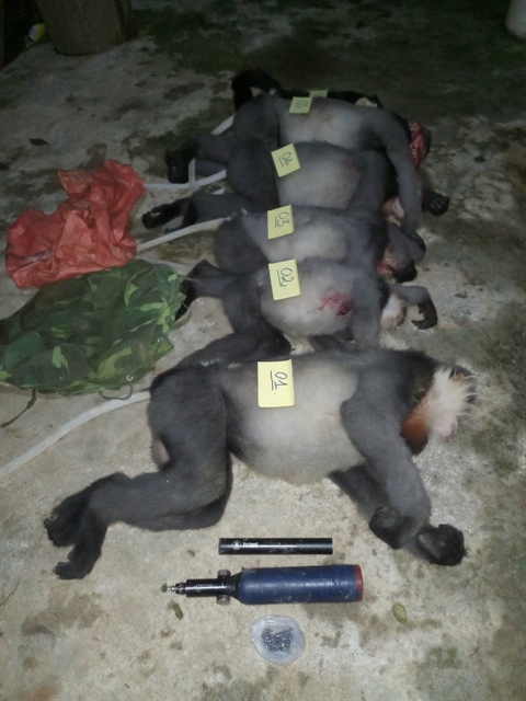 Investigation launched to find killers of endangered langurs in Quảng Ngãi  
