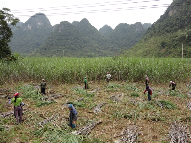 Provinces need to sweeten sugarcane farming to sustain industry: experts