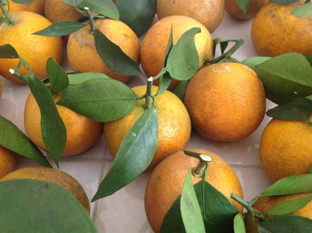 Vinh oranges put Nghệ An on the map