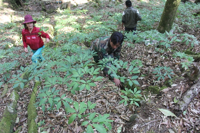 Investors pour funds into Ngọc Linh ginseng production