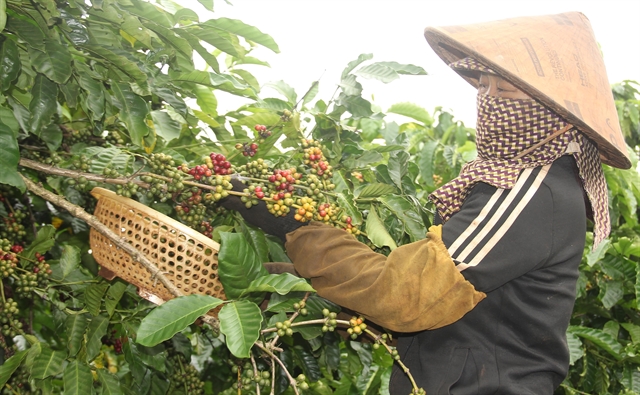 Tây Nguyên region eyes sustainable coffee cultivation higher export value