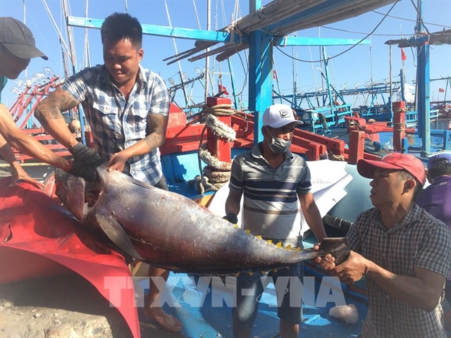 Tuna fish catches continue to fall