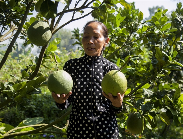 Khmer woman prospers thanks to pomelo business