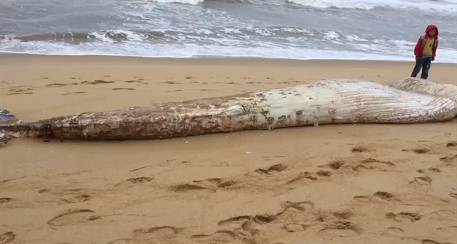 One-tonne whale washes up dead on beach in Quảng Bình