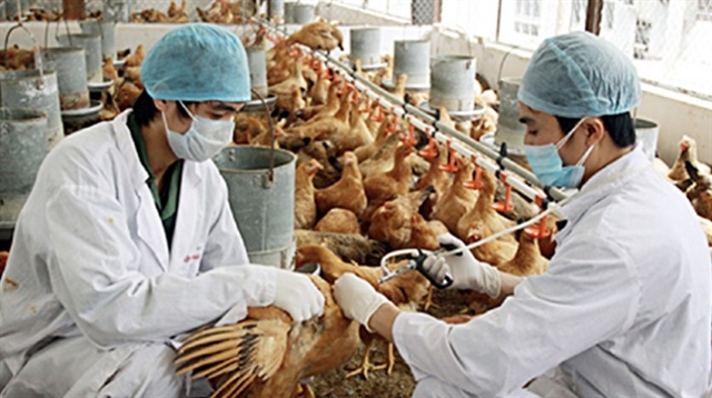 Việt Nam warned to stay vigilant over influenza A (H5N8)