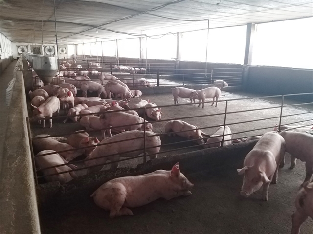 Đồng Nai develops more concentrated slaughterhouses