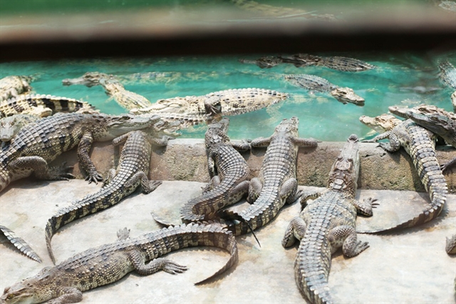  Farming and the Crocodile Industry