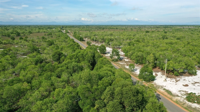 Việt Nam aiming to become one of the world’s leading centres of wood production and processing