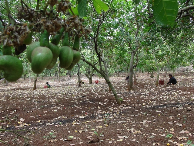 Poor harvest, falling prices: double whammy for cashew farmers