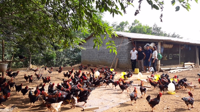 Hà Nội free-range chickens thrive on herbal diet