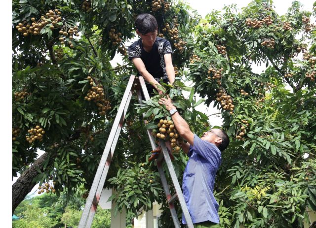 Conference to promote Hưng Yên’s farm produce