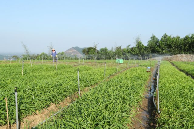 Hà Nội strives to further develop farm economy