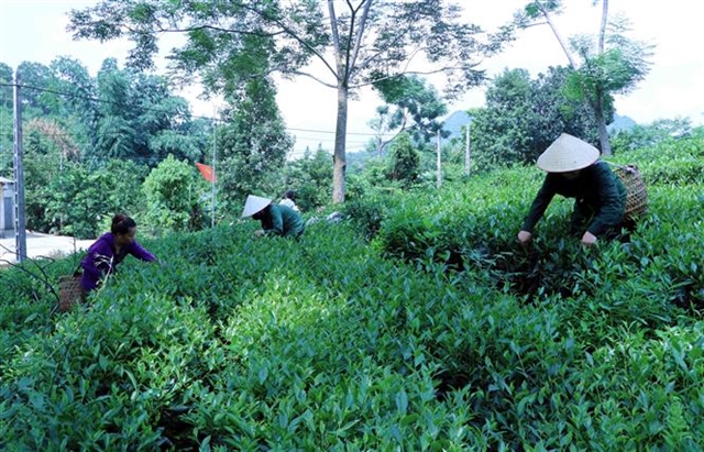 Việt Nam’s tea exports to Australia surge