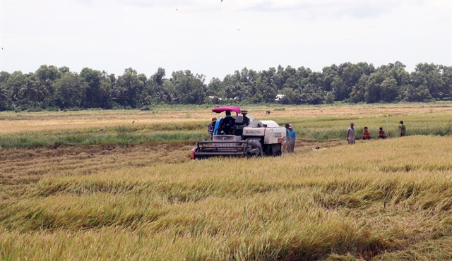 Sustainable agriculture: economic backbone of Mekong Delta province