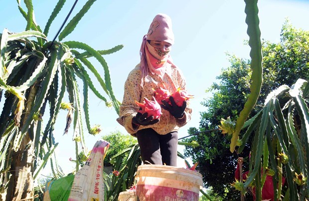 Sơn La exports 10 tonnes of red-flesh dragon fruit to Russia