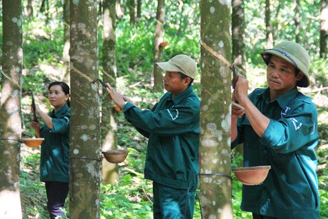 Rubber exports increase but challenges ahead