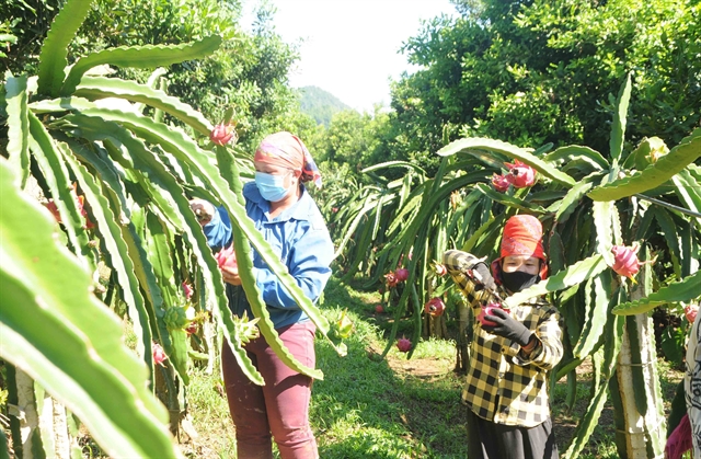 Hải Dương dragon fruit receives export code