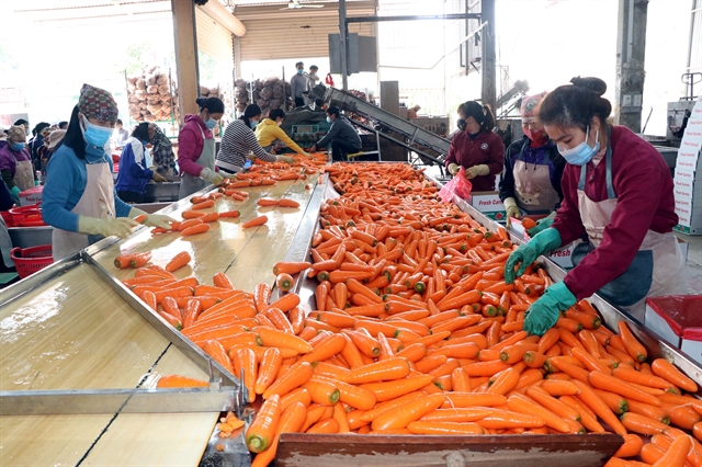 Hải Dương ships abroad first 250 tonnes of carrots in 2022