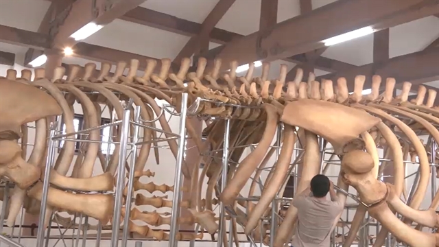 Giant whale skeletons restored on Lý Sơn Island