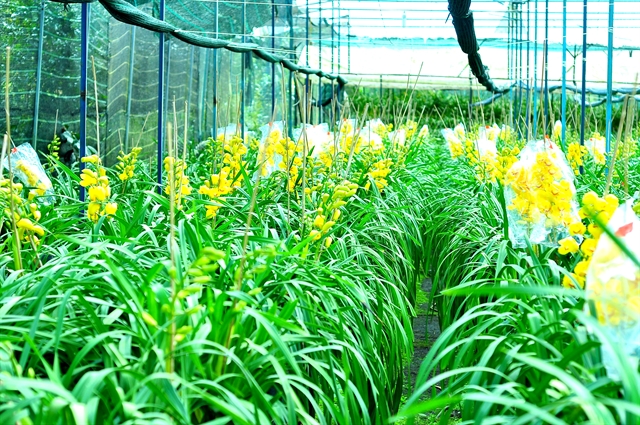 Lâm Đồng farmers grow more flowers for Tết
