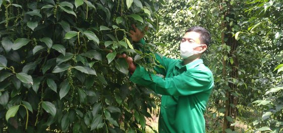 Bình Phước grows more organic pepper for export markets