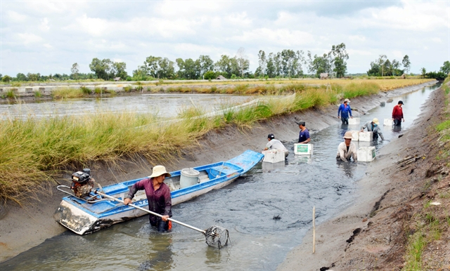 Mekong Delta farmers begin harvest of giant river prawns for Tết