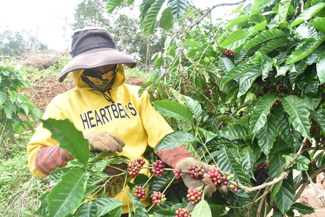 Tây Nguyên coffee growers embrace sustainable models
