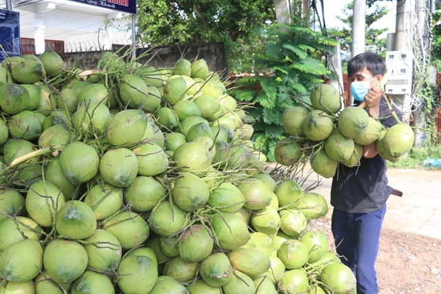 Bến Tre expands organic coconut farming for export