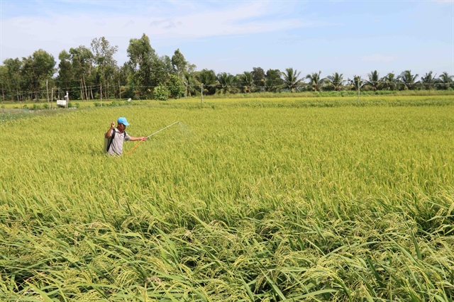 Trà Vinh restructures cropping to improve farmers livelihoods