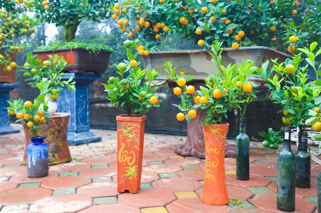 Tứ Liên kumquat trees popular ahead of Tết