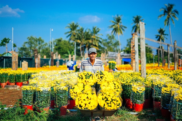 Spring arrives in Cái Mơn flower village