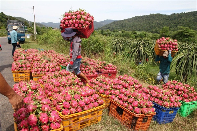 Việt Nam to diversify dragon fruit markets