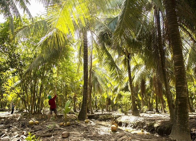 Bến Tre expands organic coconut farming