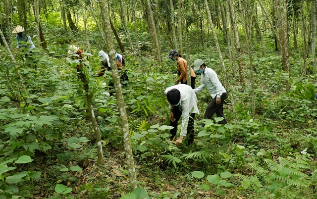 Project approved to improve forest protection capacity