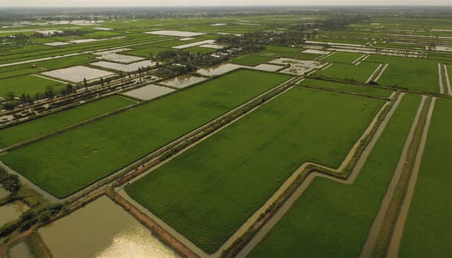 Cà Mau Province to grow other crops on 2000ha of rice fields