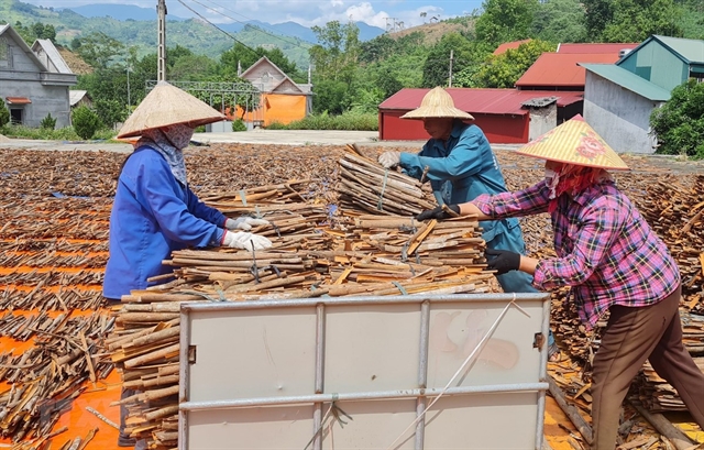 Lào Cai to develop sustainable cinnamon value chain