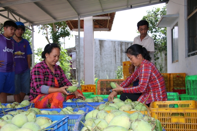Việt Nam mango exports triple in 2021