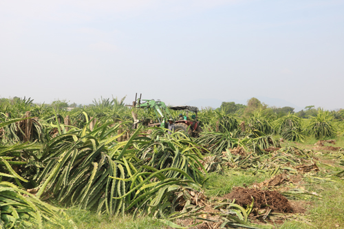 Bình Thuận Province farmers cut down dragon fruit trees on losing China market