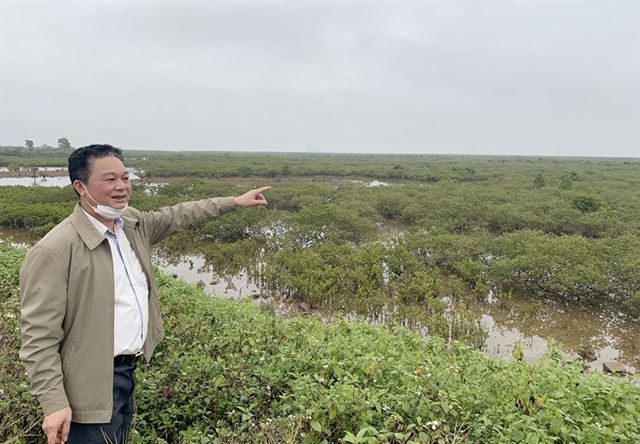 Quảng Ninh locals protect mangrove forests