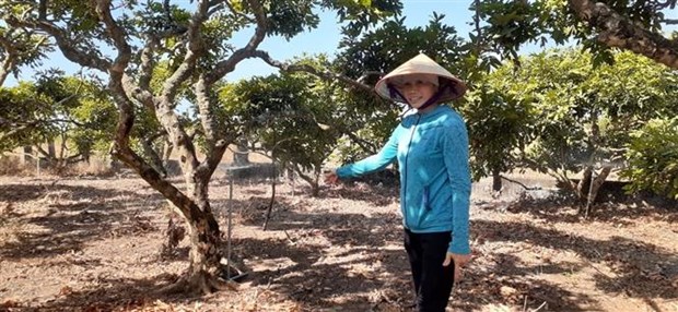 Bà Rịa – Vũng Tàu farmers switch to efficient irrigation systems