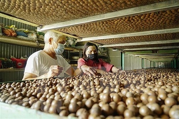 Việt Nam aims to be leading macadamia exporter in the world